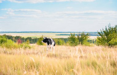 Otların arasındaki bir arazide siyah ve beyaz boğa. Boğa yılı. 2021 Sembolü