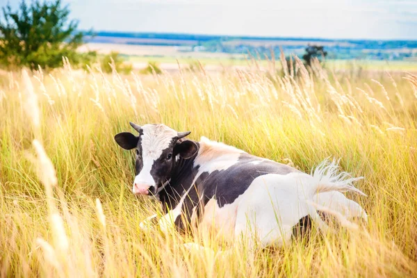 Black White Bull Field Grass Year Bull Symbol 2021 — Stock Photo, Image