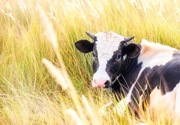 草の中のフィールド上の黒と白の雄牛 牛の年だ 2021年のシンボル ロイヤリティフリーのストック画像