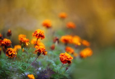 Bulanık arkaplanda kırmızı ve sarı sonbahar çiçekleri