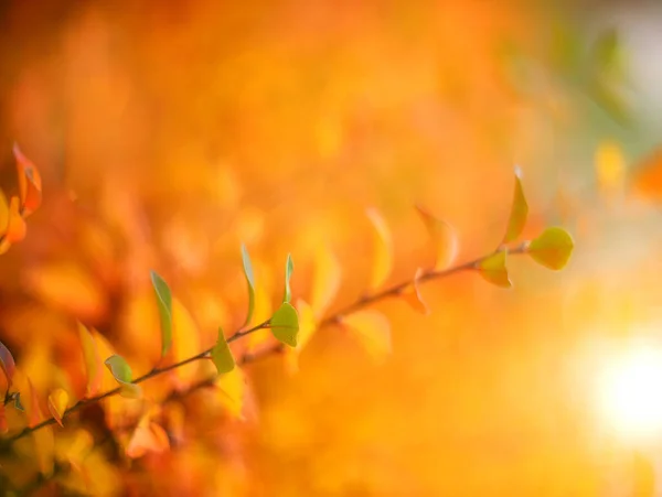 Kleurrijke Herfstbladeren Een Wazige Achtergrond — Stockfoto
