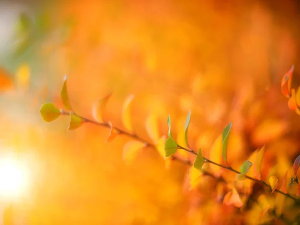 Hojas Coloridas Otoño Sobre Fondo Borroso — Foto de Stock