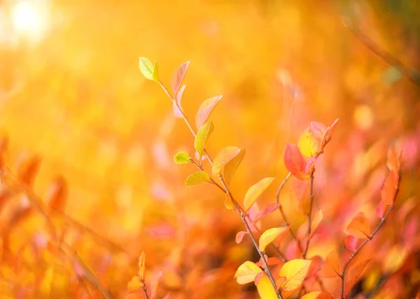 Foglie Autunnali Colorate Uno Sfondo Sfocato — Foto Stock