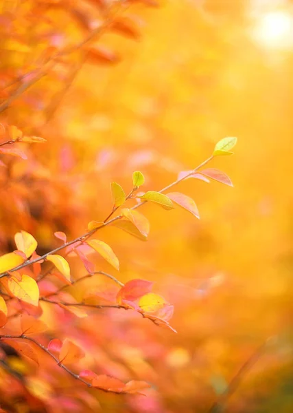 Bulanık Bir Arkaplanda Renkli Sonbahar Yaprakları — Stok fotoğraf
