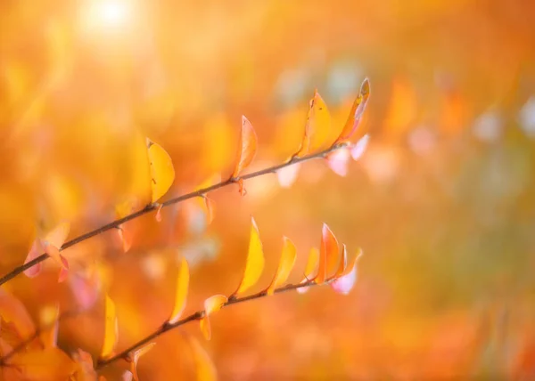 Bunte Herbstblätter Auf Verschwommenem Hintergrund — Stockfoto