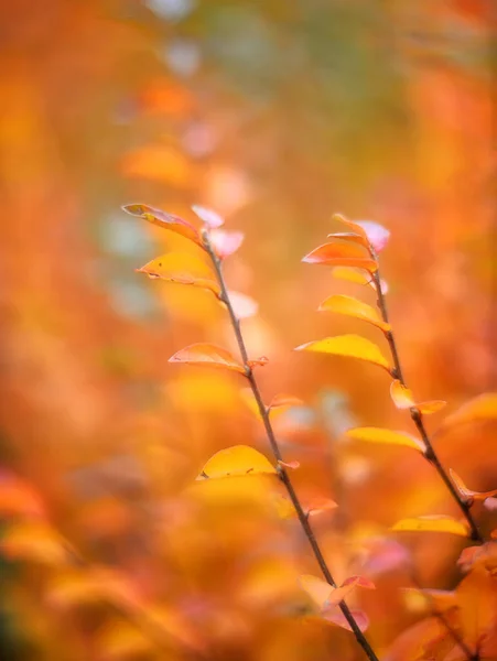Kleurrijke Herfstbladeren Een Wazige Achtergrond — Stockfoto