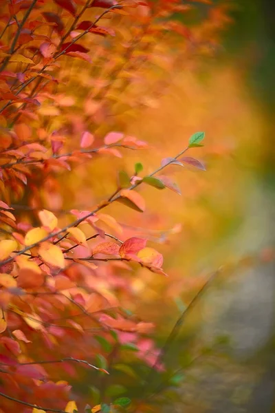 Foglie Autunnali Colorate Uno Sfondo Sfocato — Foto Stock