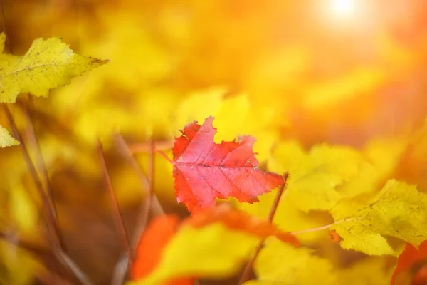 Bunte Herbstblätter Auf Verschwommenem Hintergrund — Stockfoto