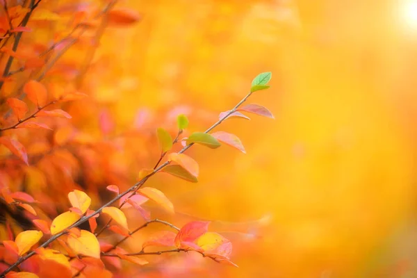 Красочные Осенние Листья Размытом Фоне — стоковое фото