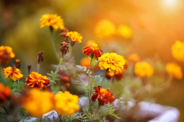 Red Yellow Autumn Flowers Blurred Background — Stock Photo, Image
