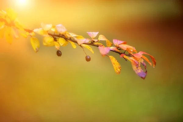 Folhas Outono Coloridas Fundo Embaçado — Fotografia de Stock