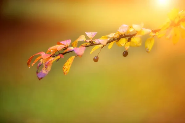 Hojas Coloridas Otoño Sobre Fondo Borroso — Foto de Stock