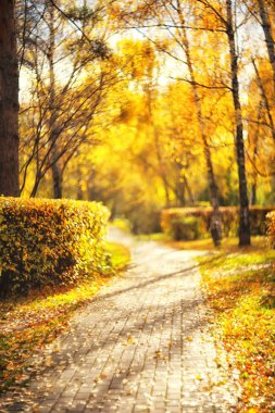 Sonbahar parkındaki yol. Bulanık sonbahar manzarası