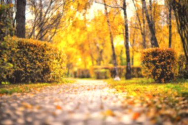 Sonbahar parkındaki yol. Bulanık sonbahar manzarası