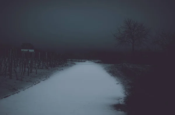 Winter Den Weinbergen Bei Nacht — Stockfoto