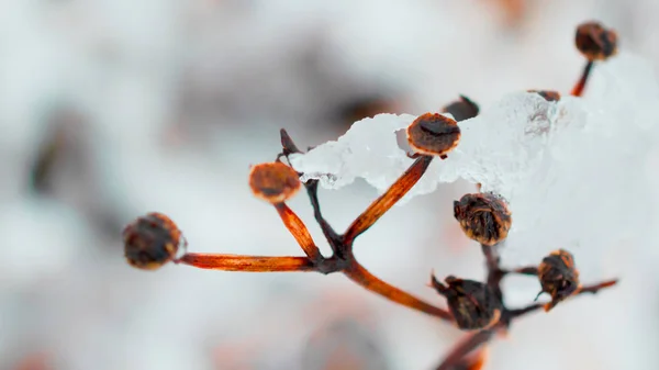 Ijs Een Plant — Stockfoto