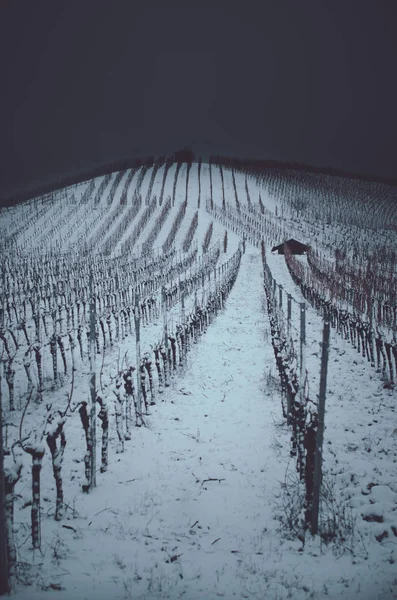 Invierno Los Viñedos Por Noche —  Fotos de Stock