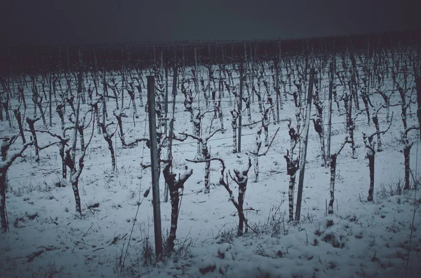 Winter Den Weinbergen Bei Nacht — Stockfoto