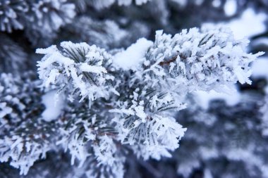 Beyaz karlı bir zemine karşı kışın ladin dalları.