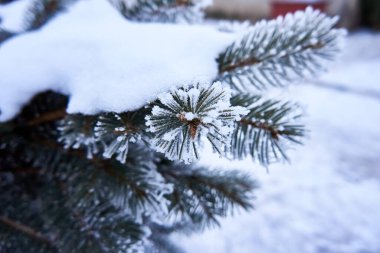 Beyaz karlı bir zemine karşı kışın ladin dalları.