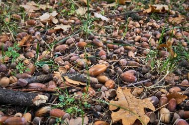 Şapkalı düşmüş meşe palamutları ormanda, yaprakların ve yeşil otların arasında uzanıyor..