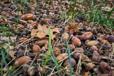 Şapkalı düşmüş meşe palamutları ormanda, yaprakların ve yeşil otların arasında uzanıyor..