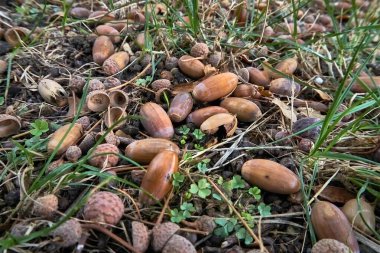 Şapkalı düşmüş meşe palamutları ormanda, yaprakların ve yeşil otların arasında uzanıyor..