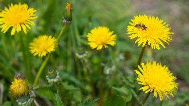 Arı, sarı karahindiba üzerinde nektar toplar. Taraxacum officinale, bahar çayırında çiçek. Açık ve kapalı karahindibalar