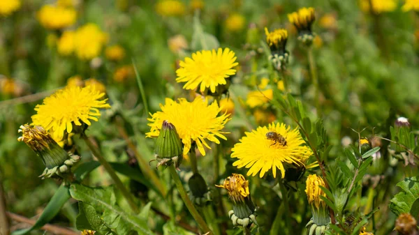 Yellow dandelions meadow in springtime. Bee collecting honey on yellow flower. Spring background. Taraxacum officinale