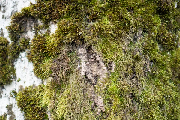 Primer tronco de árbol, cubierto de musgo verde en el lado norte. Textura. — Foto de Stock