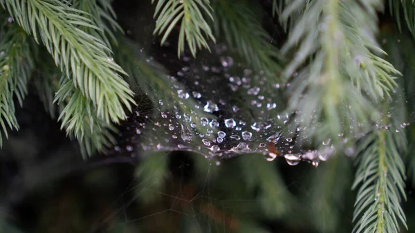 Image zur Entspannung. Regentropfen auf einem Spinnennetz. Nach regnerischem Morgen. Spinnennetz mit Tautropfen. Abstrakter Hintergrund — Stockfoto