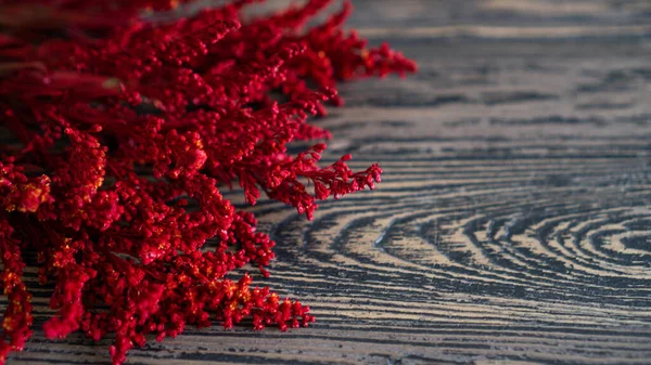 Lado izquierdo flores rojas secas sobre mesa de madera oscura. Caída de fondo con espacio de copia — Foto de Stock