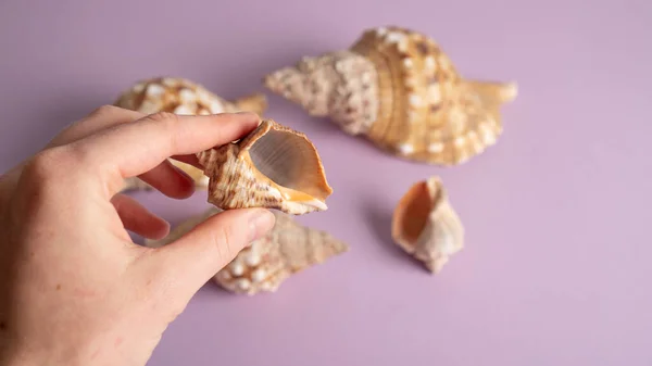 Snäckskal i olika storlekar på en lila bakgrund. Seashell i en kvinnlig hand. Fri och bästa gåva från havet — Stockfoto