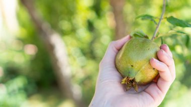Nar hasat ediyorum. El ele tutuşan narlar. Yeşil portakal meyvesi. Yan görüş. Garnet duvar kağıdı asıyor.