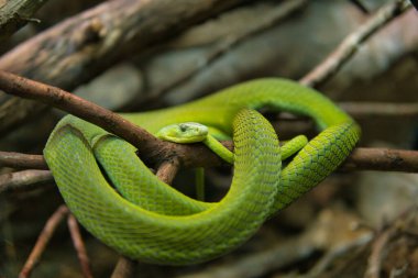 Cabarceno 'da yeşil mamba