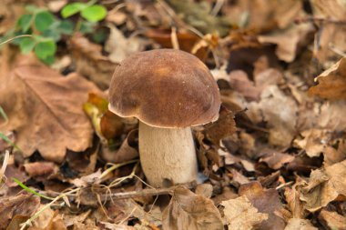 Cabarceno Cantabria 'daki goril İspanya