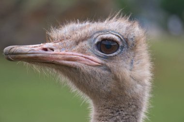 Cabarceno Cantabria 'daki goril İspanya