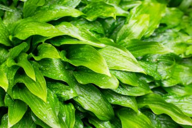 Güzel ve dokulu, yeşil ve temiz bitkiler.