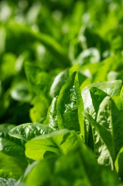 Yeşil arka plan ve taze marul. Sağlıklı yemek..