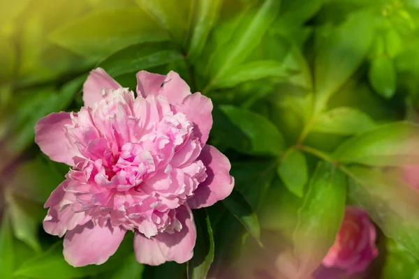 Peonías Rosadas Fondo Primavera Brillante Con Peonías — Foto de Stock