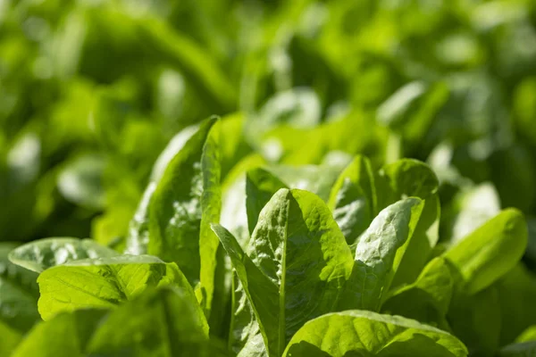 新鮮なレタスと緑の背景 健康食品 — ストック写真
