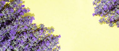 Sarı arka planda lavanta çiçekleri. Lavanta arkaplanı