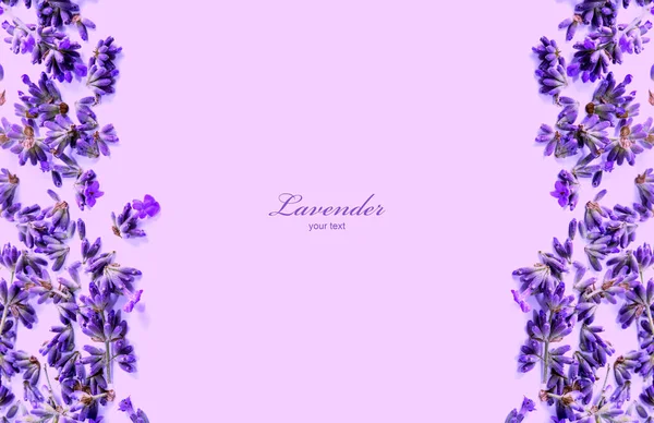 Lavender flowers on a lilac background. Lavender background. Place for  text. - Stock Image - Everypixel