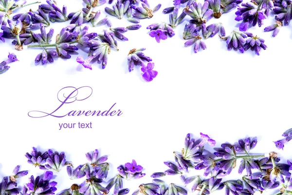 Lavender flowers on a white background. Lavender background. Place for  text. - Stock Image - Everypixel