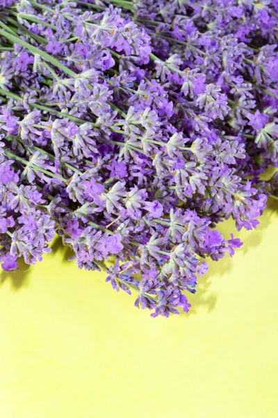 .Lavender flowers on a yellow background. Lavender background. Place for text.