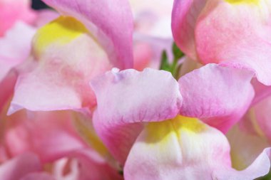 Parlak pembe yaz çiçekleri yakın plan. Metninizi yerleştirin.