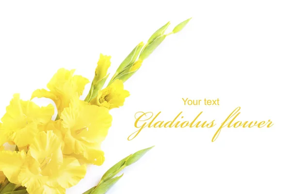 Żółty Kwiat Gladiolus Białym Tle Piękny Gladiolus Kwiat Letniego Ogrodu — Zdjęcie stockowe