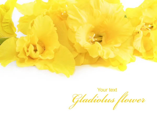 Yellow gladiolus flower on a white background. Beautiful gladiolus flower from the summer garden. Place for text. Postcard for congratulations