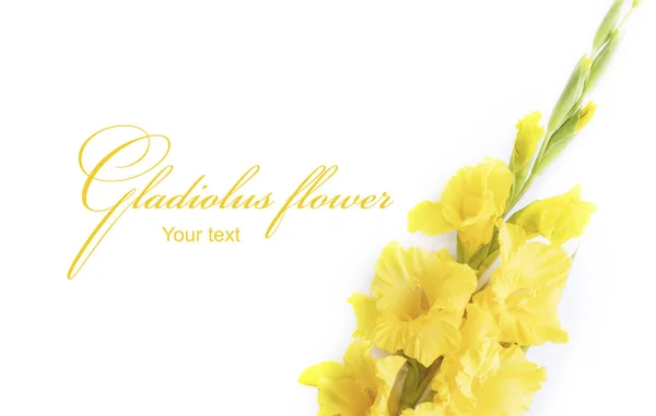 Жовта Квітка Гладіолуса Білому Тлі Прекрасна Квітка Гладіолусів Літнього Саду — стокове фото