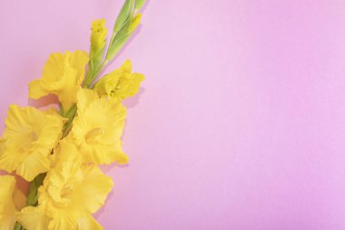 Pembe arka planda sarı gladiolus. Metin için yeri olan kartpostal.